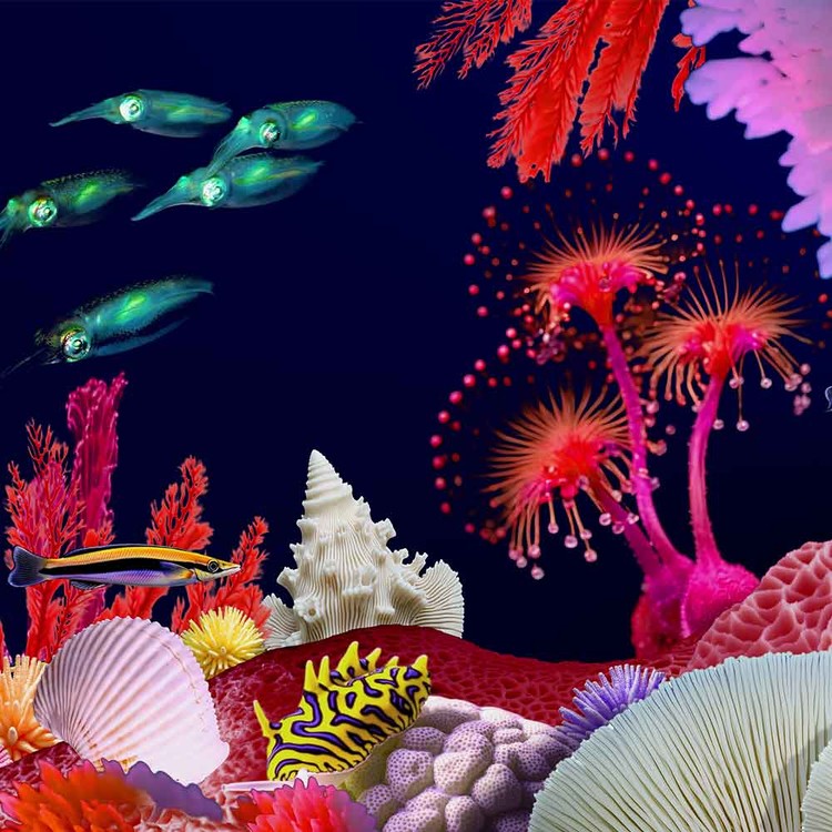 CORAL ISLAND