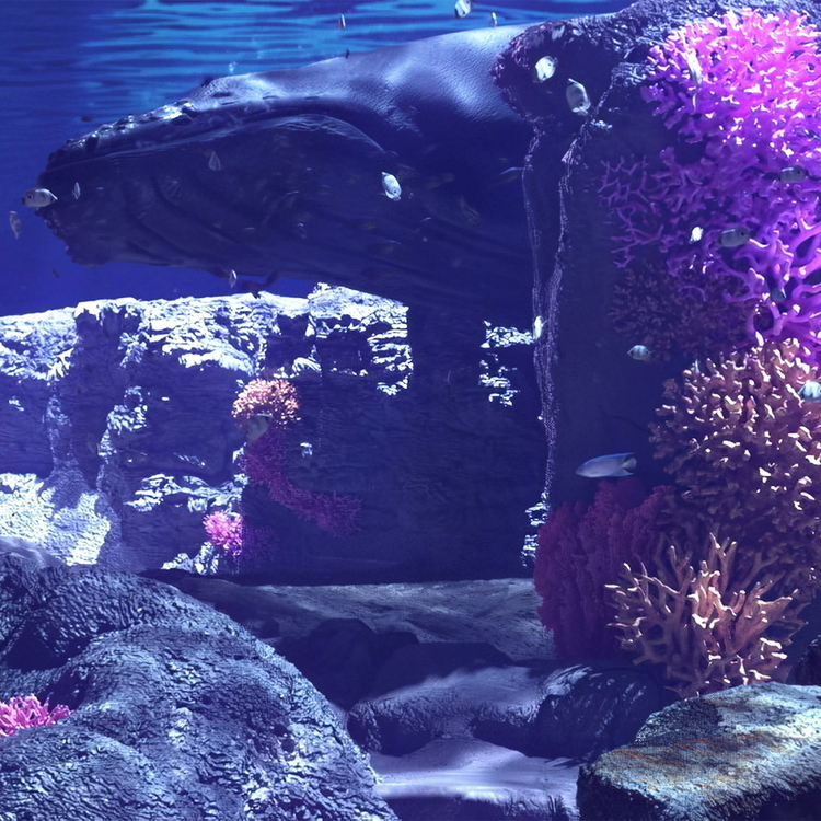 LUMINAQUA