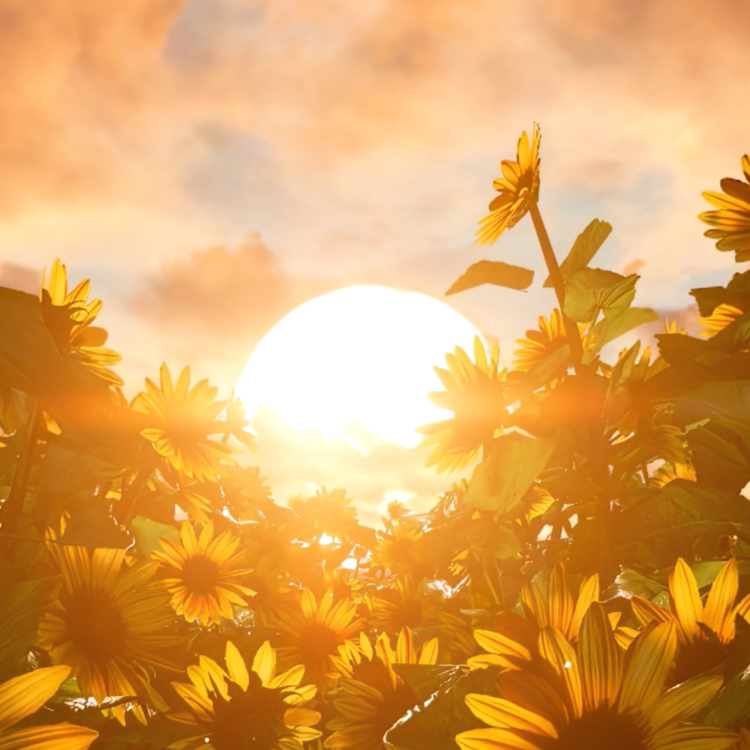 A RAY OF SUNSHINE : VERTICAL