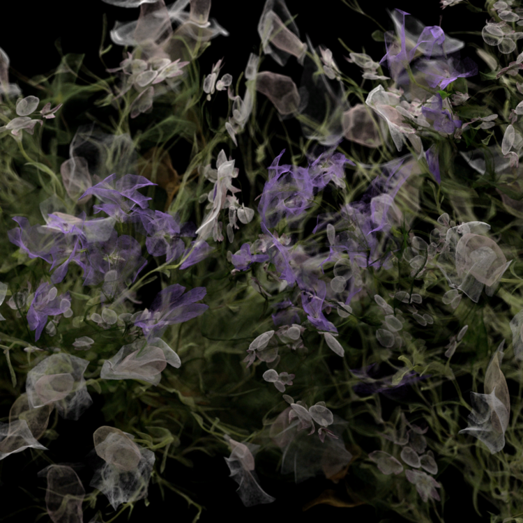 BLOOM : BREEZE