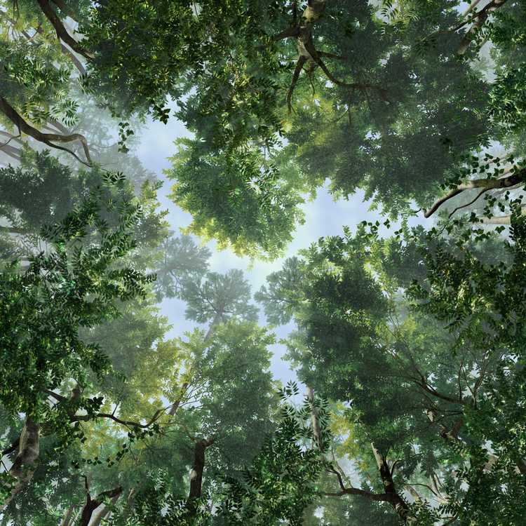 OASIS_FOREST