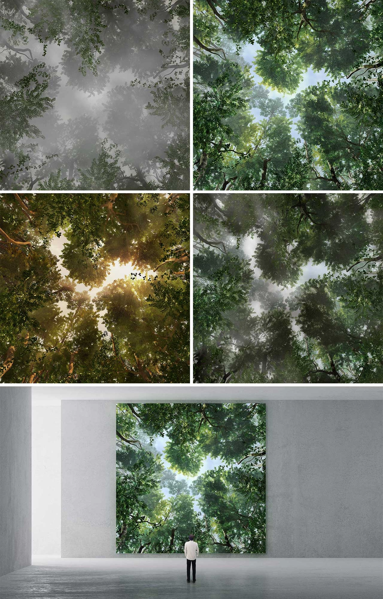 OASIS_FOREST