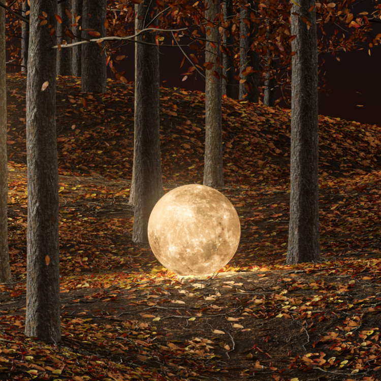 THE MOON IS EVERYWHERE : FOREST