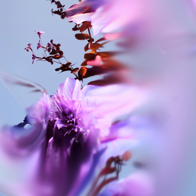 BLOOM STUDY IN VIOLET